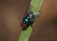 Lucilia eximia