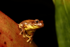 Dendropsophus carnifex