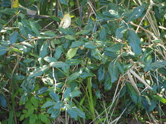 Elaeagnus formosana