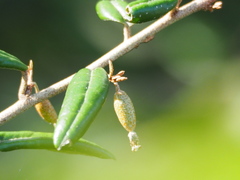 Elaeagnus formosana