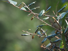 Elaeagnus formosana