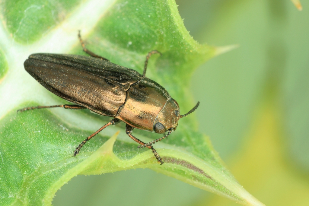 Sphenoptera gemmata