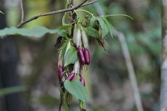 Tripterospermum lanceolatum
