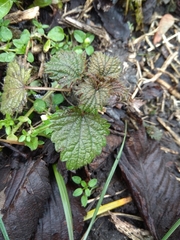 Urtica dioica