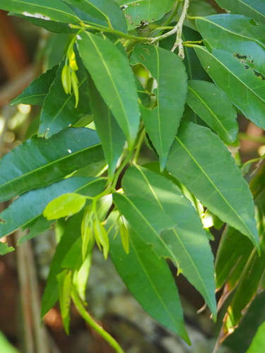 Image of Putranjiva Formosana (Putranjiva formosana) by no rights reserved
