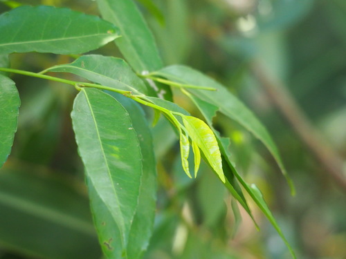 Image of Putranjiva Formosana (Putranjiva formosana) by no rights reserved