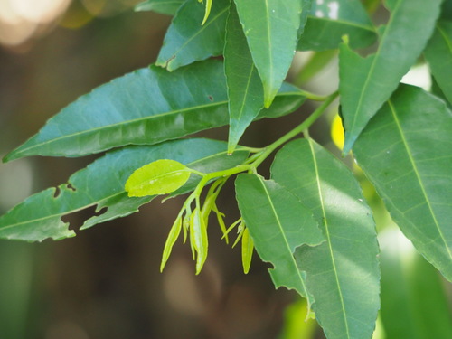 Image of Putranjiva Formosana (Putranjiva formosana) by no rights reserved