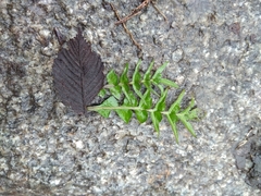 Magnoliopsida