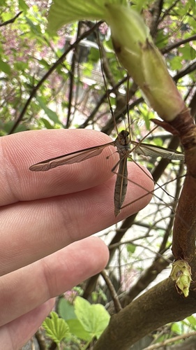 Unknown species found near Cal Poly Humboldt, Arcata, CA, US