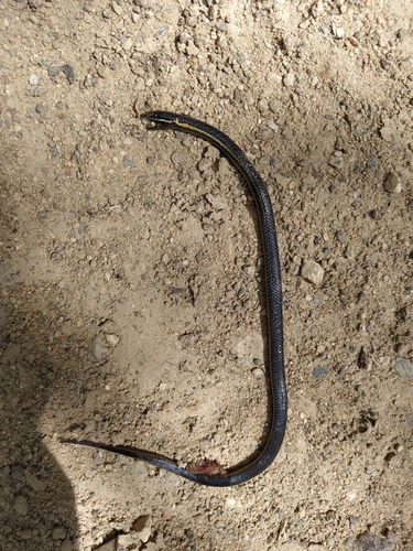 Dotted Brown Snake