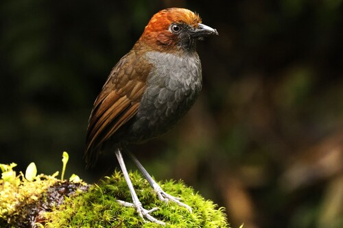 Chestnut-naped Antpitta (Grallaria nuchalis), photo 3