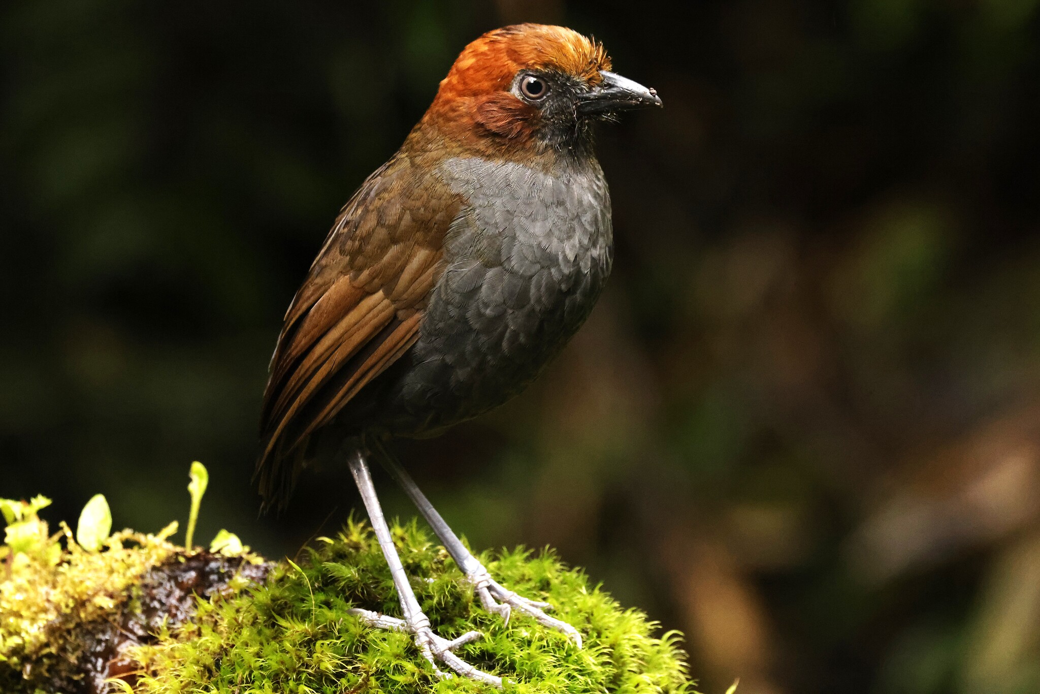 Chestnut-naped Antpitta (Grallaria nuchalis), photo 3