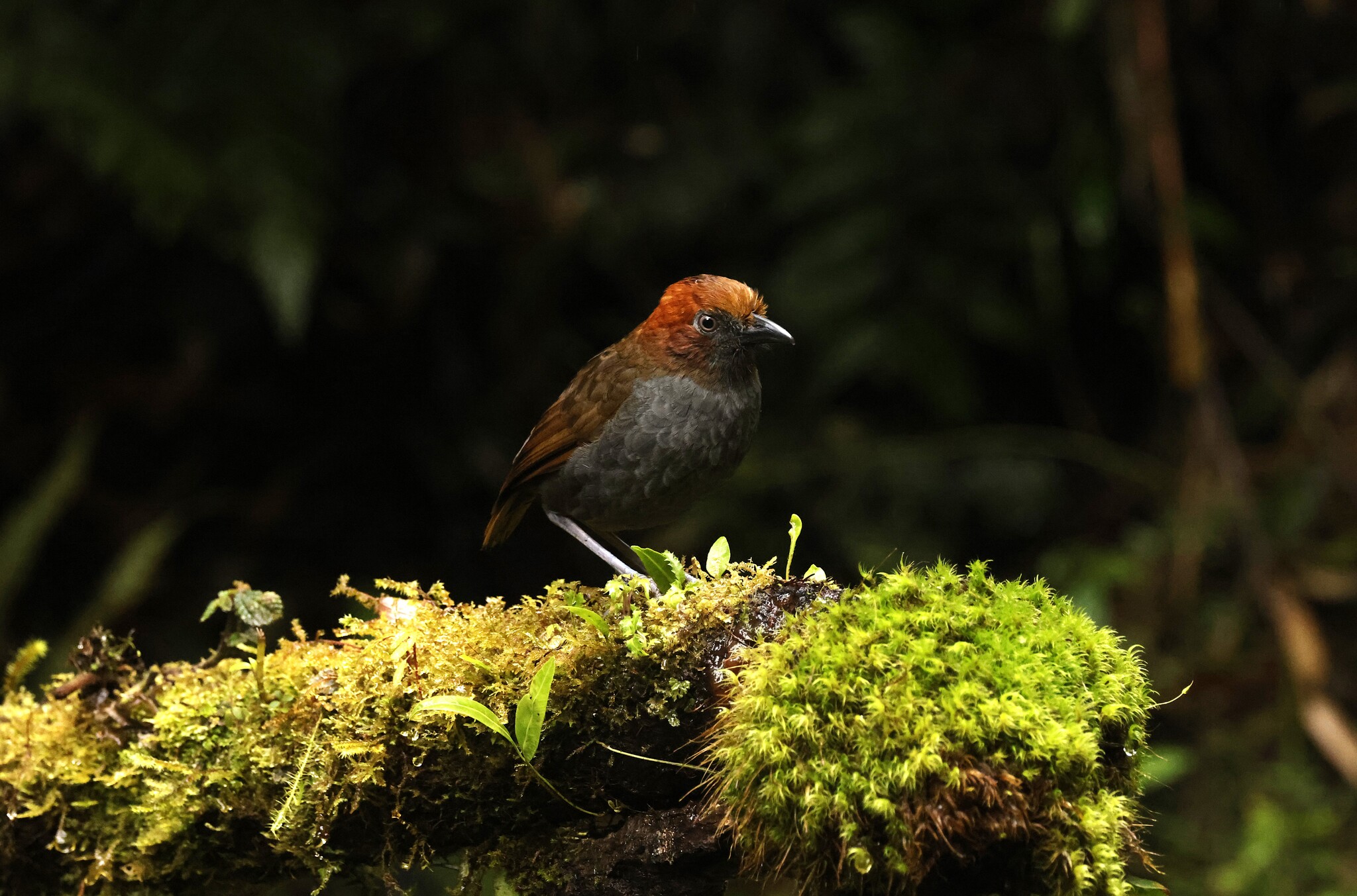 Chestnut-naped Antpitta (Grallaria nuchalis), photo 4