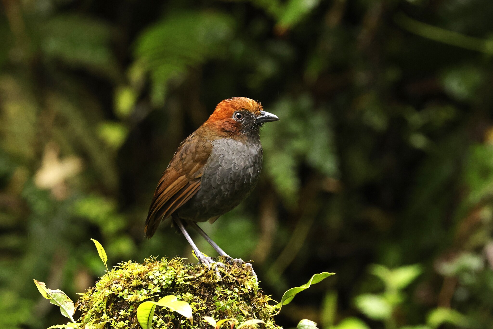 Chestnut-naped Antpitta (Grallaria nuchalis), photo 2