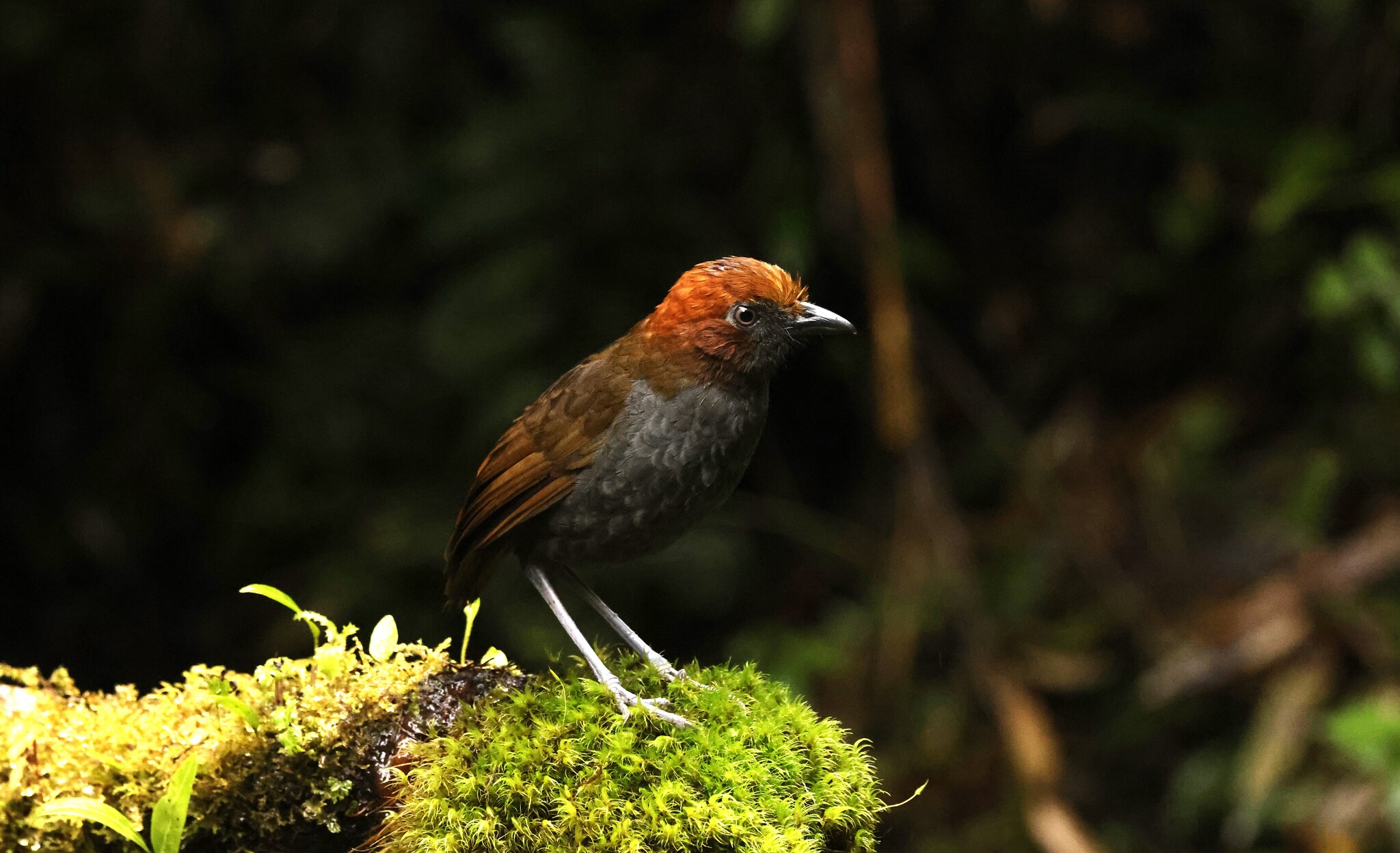 Chestnut-naped Antpitta (Grallaria nuchalis), photo 6