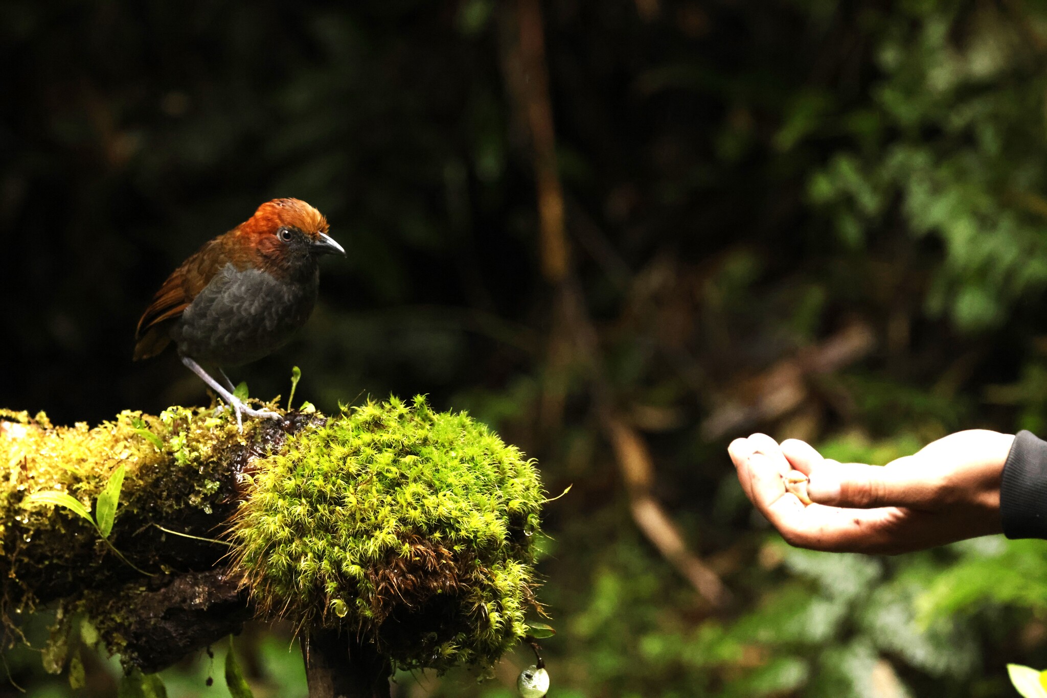 Chestnut-naped Antpitta (Grallaria nuchalis), photo 5