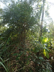 Decaspermum gracilentum