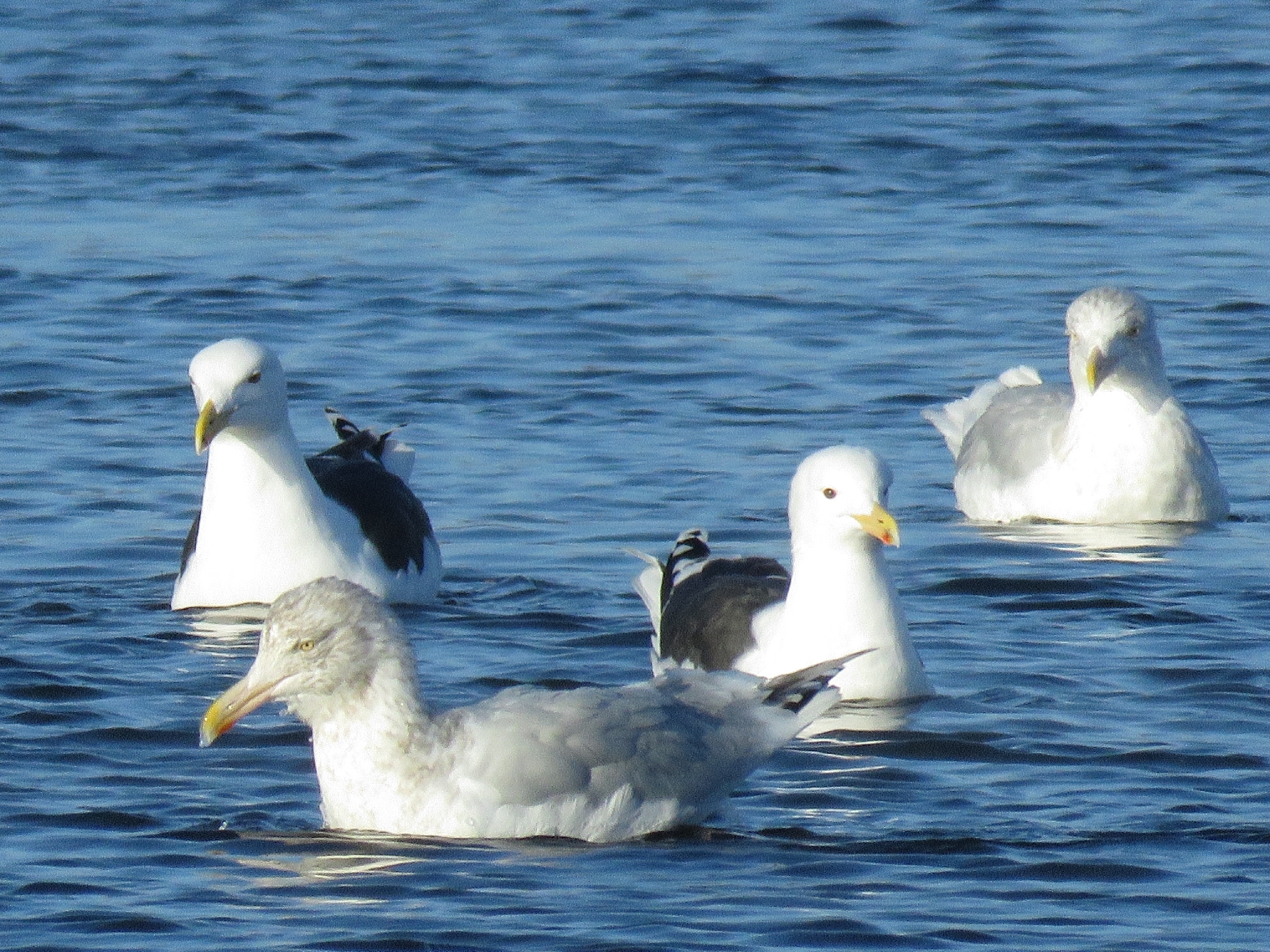 Herring Gull X Glaucous Gull