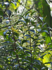 Decaspermum gracilentum