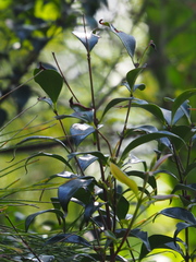 Decaspermum gracilentum