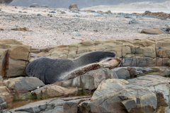 Arctocephalus tropicalis