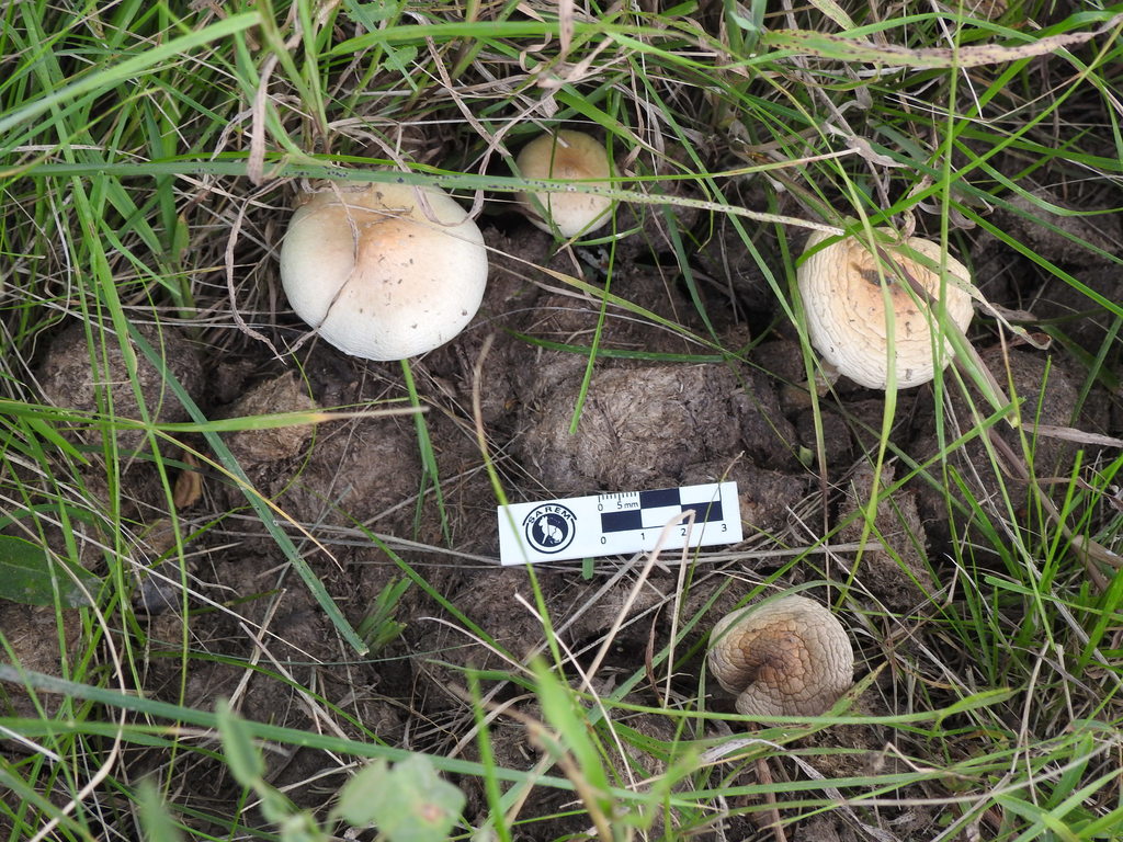 Psilocybe cubensis · February 2020 · photo: © elbeltrocco (iNaturalist, cc-by)