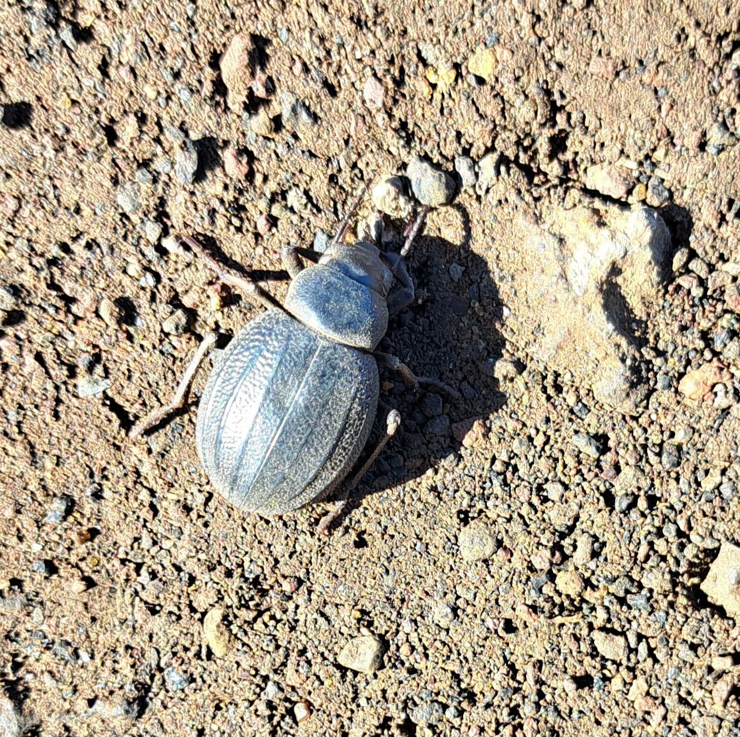 Pimelia ascendens