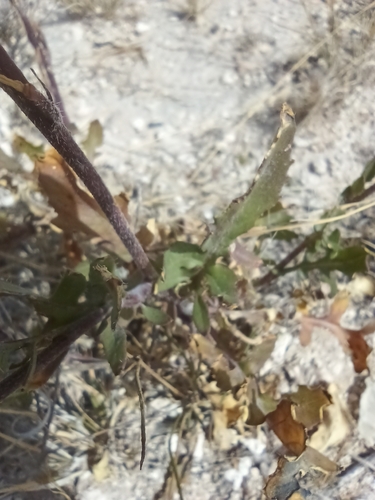 Rocketsalad (Eruca sativa)