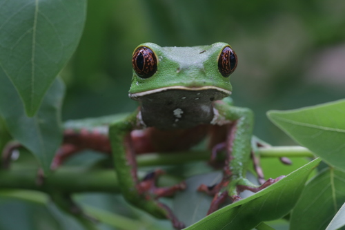 Lovely Leaf Frog, Phyllomedusa venusta