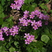 Largeflower Pink-Sorrel - Photo no rights reserved, uploaded by 葉子