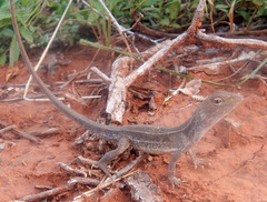 Diporiphora