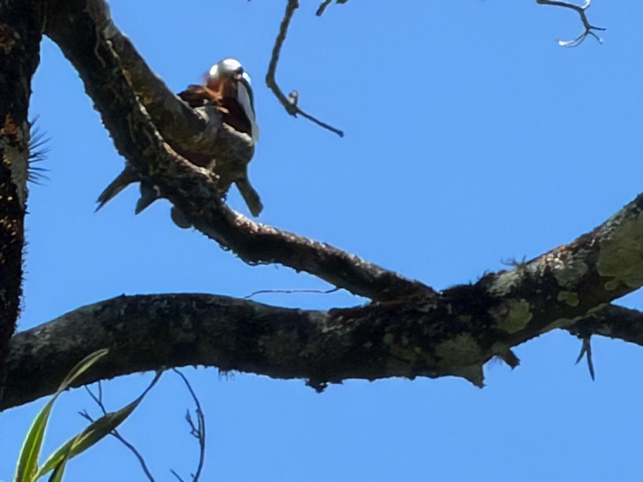 Three-wattled Bellbird (Procnias tricarunculatus), photo 10