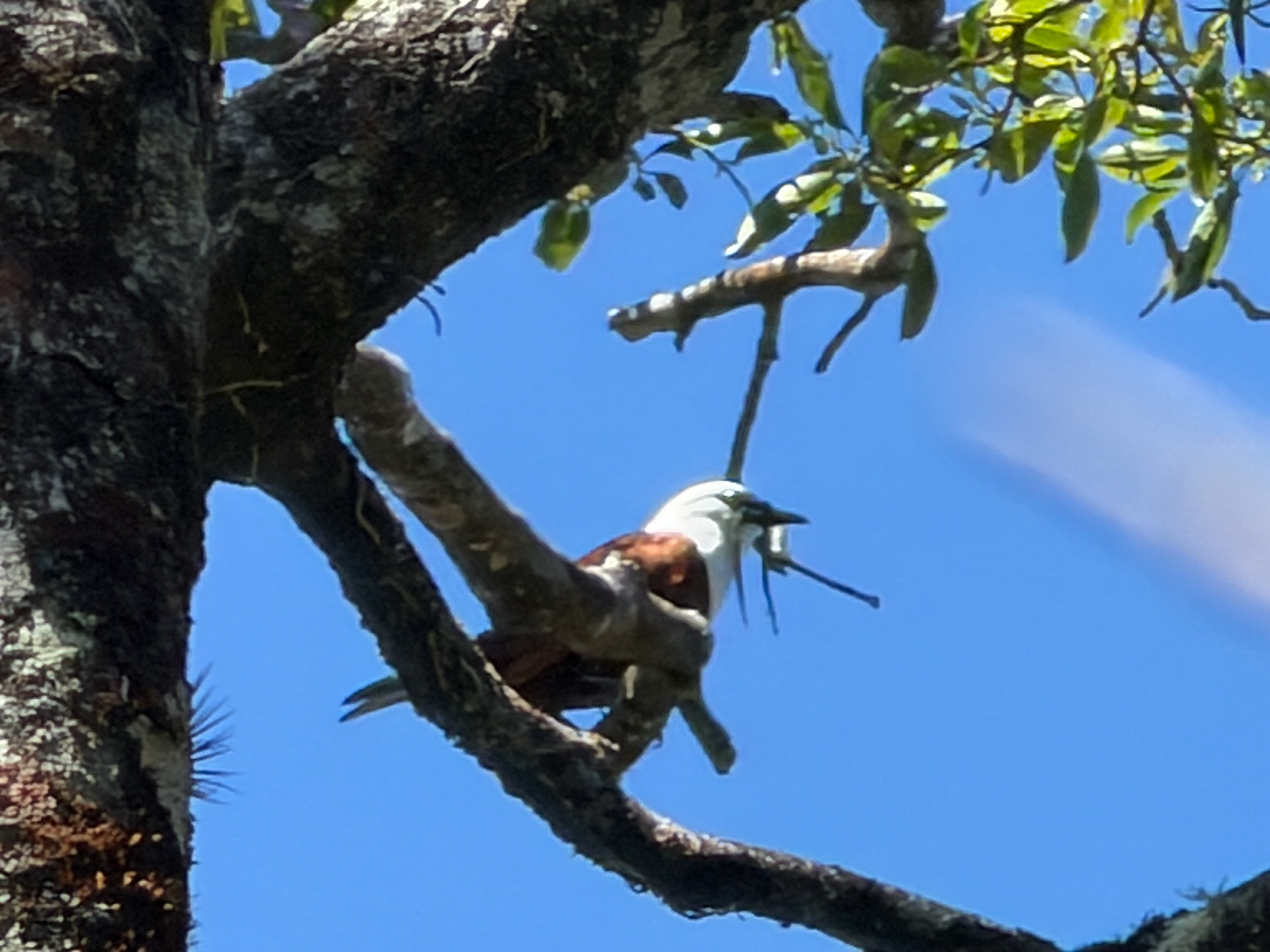 Three-wattled Bellbird (Procnias tricarunculatus), photo 7