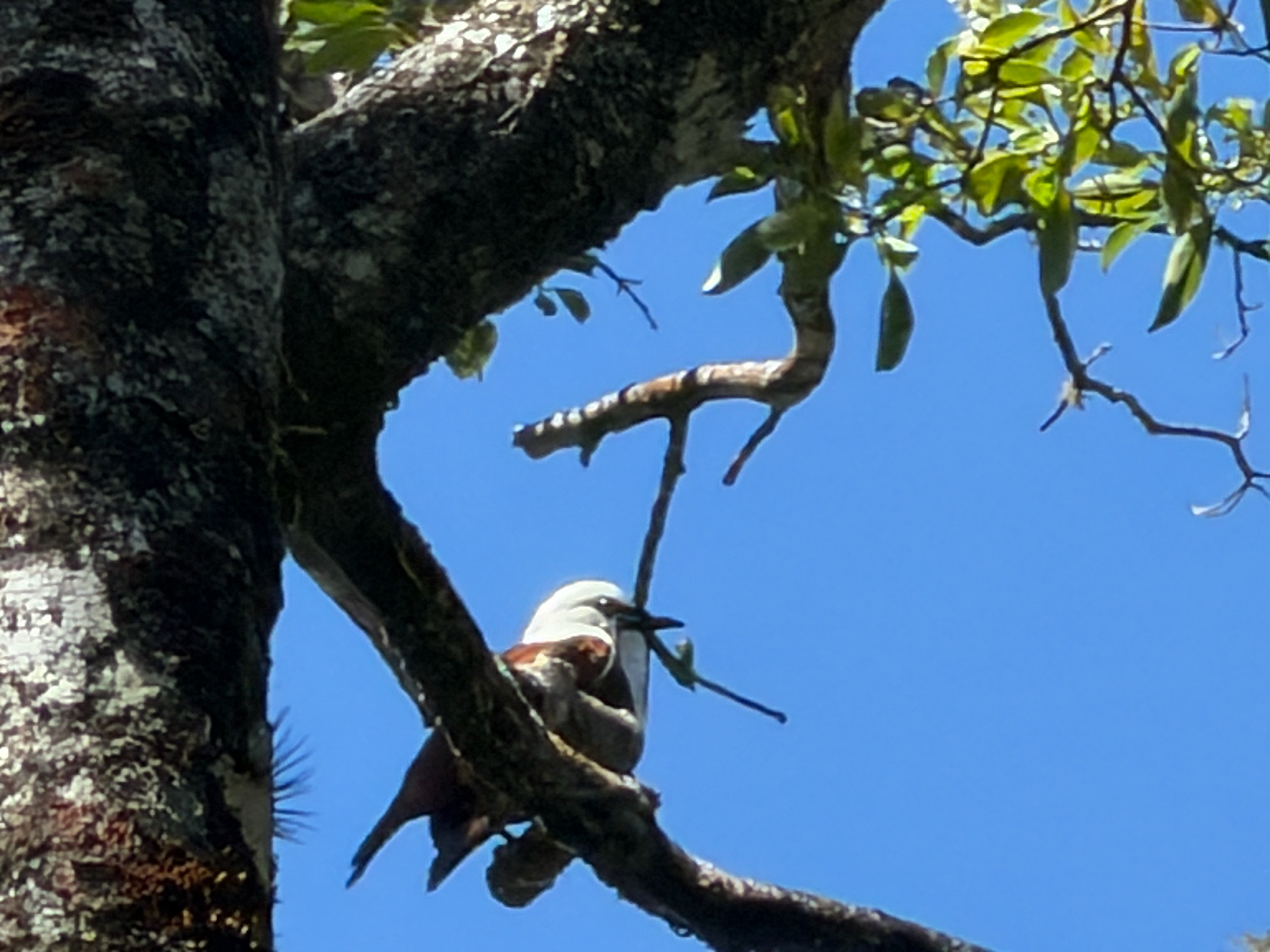 Three-wattled Bellbird (Procnias tricarunculatus), photo 8