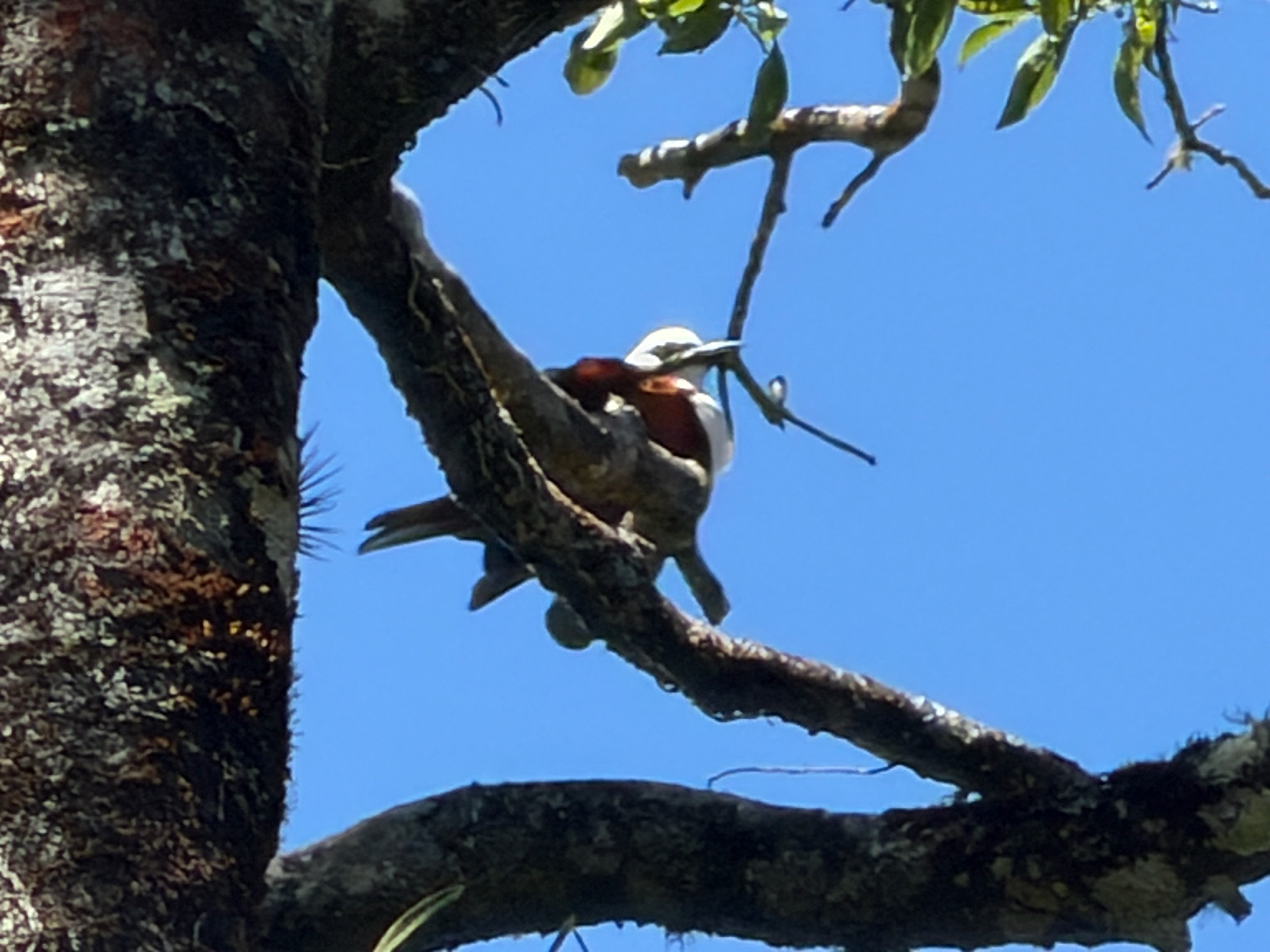 Three-wattled Bellbird (Procnias tricarunculatus), photo 9