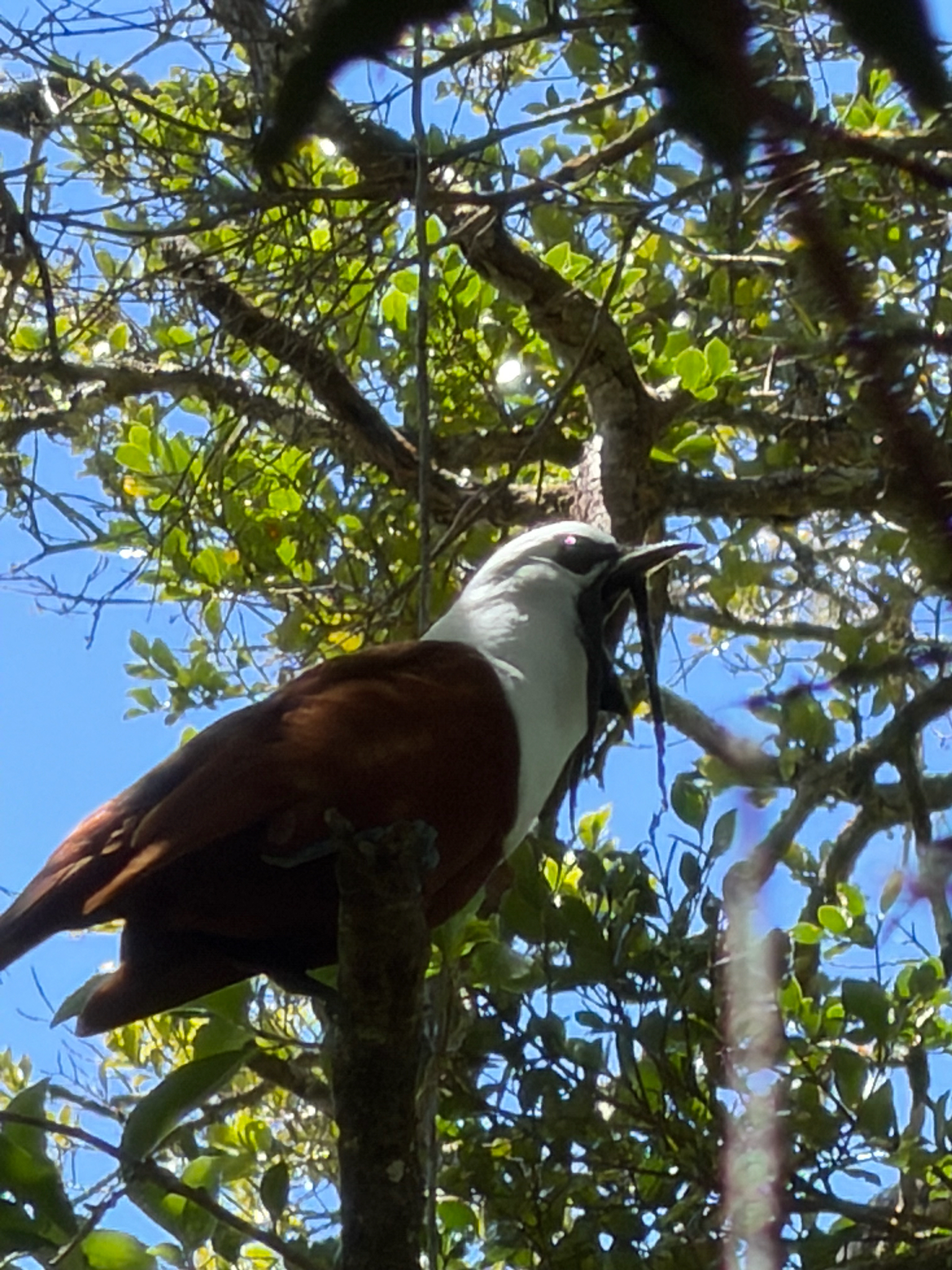 Three-wattled Bellbird (Procnias tricarunculatus), photo 6