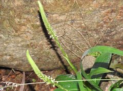 Goodyera procera