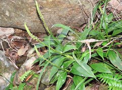 Goodyera procera