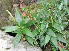 Goodyera procera