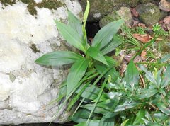 Goodyera procera