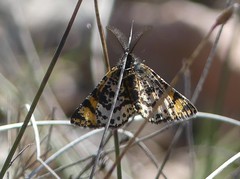 Eurranthis plummistaria