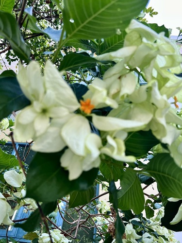 Mussaenda philippica