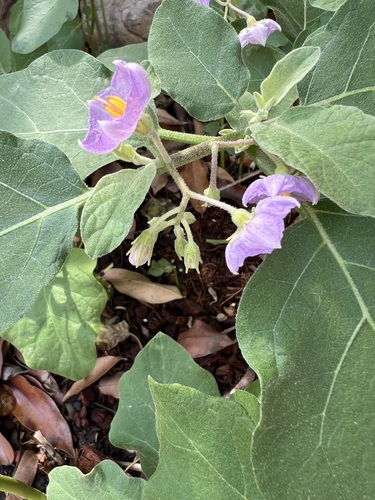 eggplant (Solanum melongena)