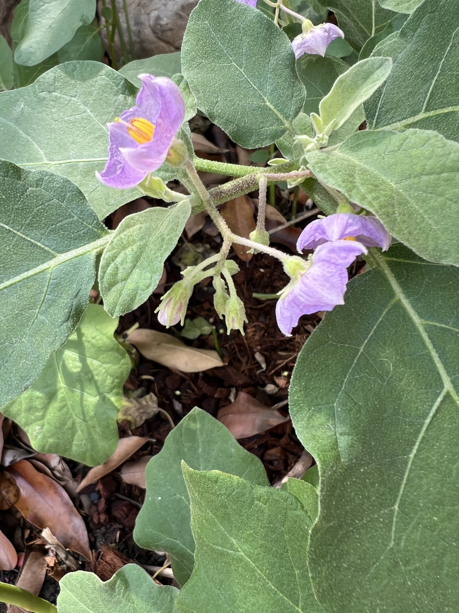Eggplant (Solanum melongena)