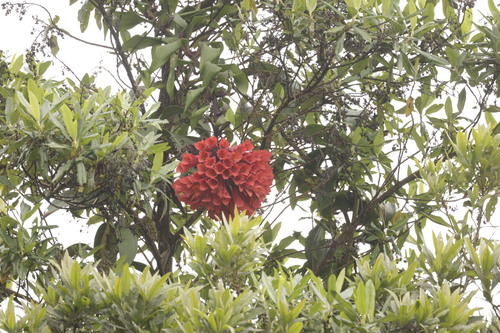 Bomarea patinii, photograph 1