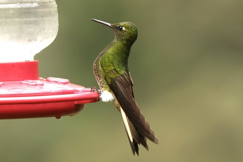 Buff-tailed Coronet (Boissonneaua flavescens), photo 6
