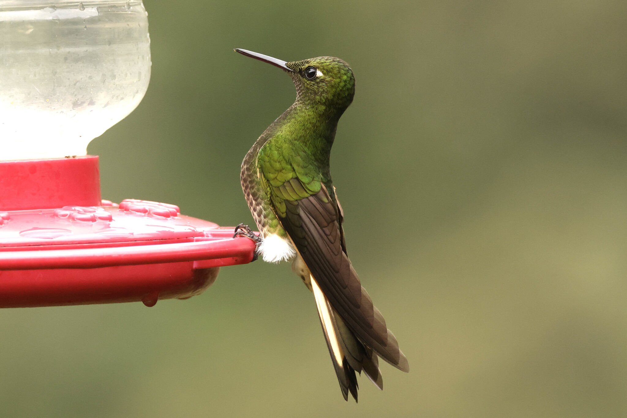 Buff-tailed Coronet (Boissonneaua flavescens), photo 4