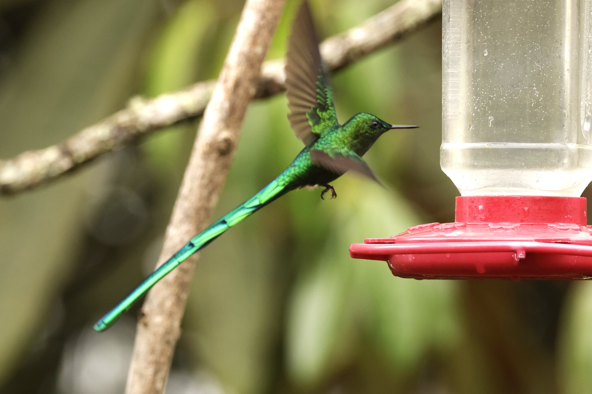 Long-tailed Sylph (Aglaiocercus kingii), photo 4