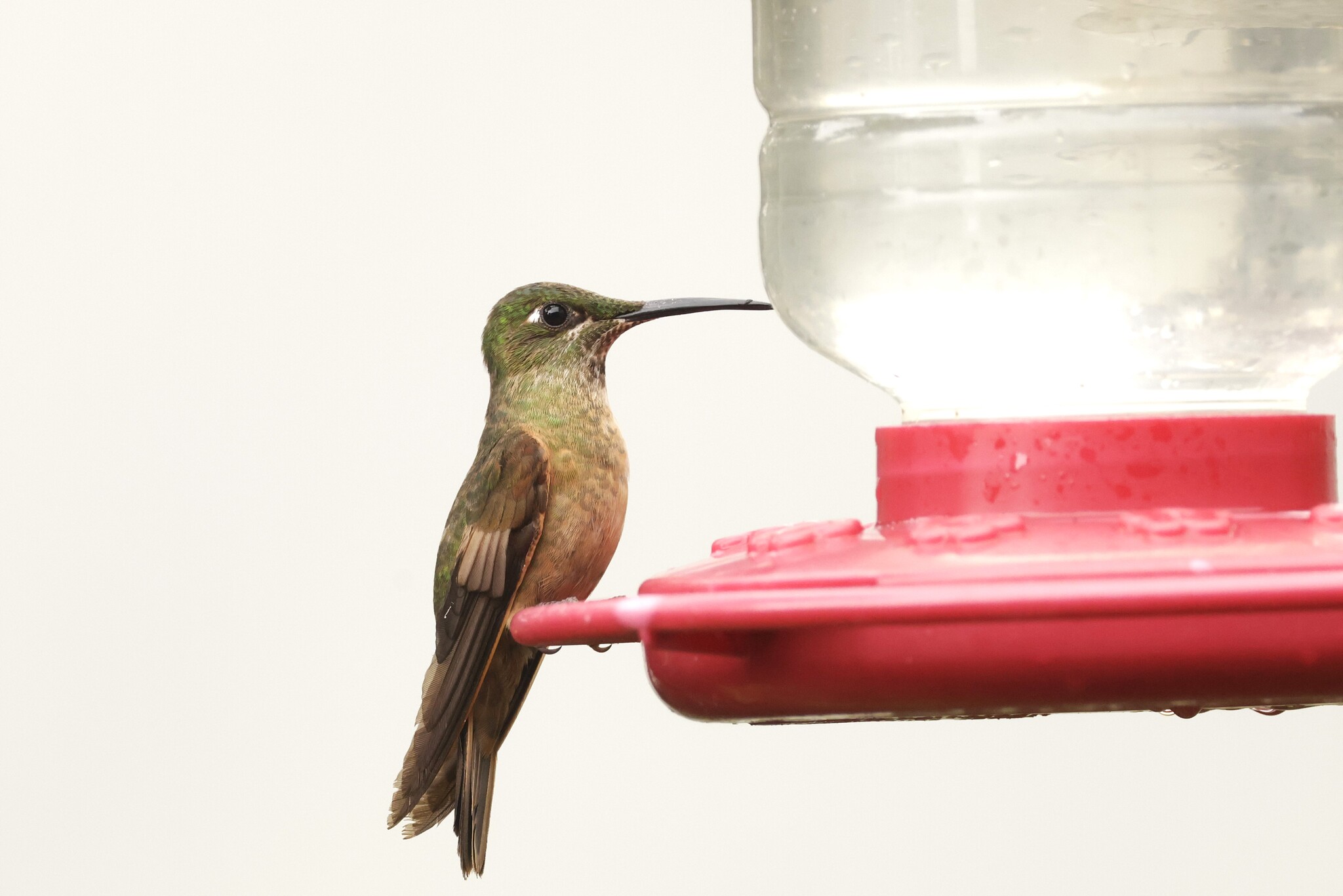 Fawn-breasted Brilliant (Heliodoxa rubinoides), photo 5
