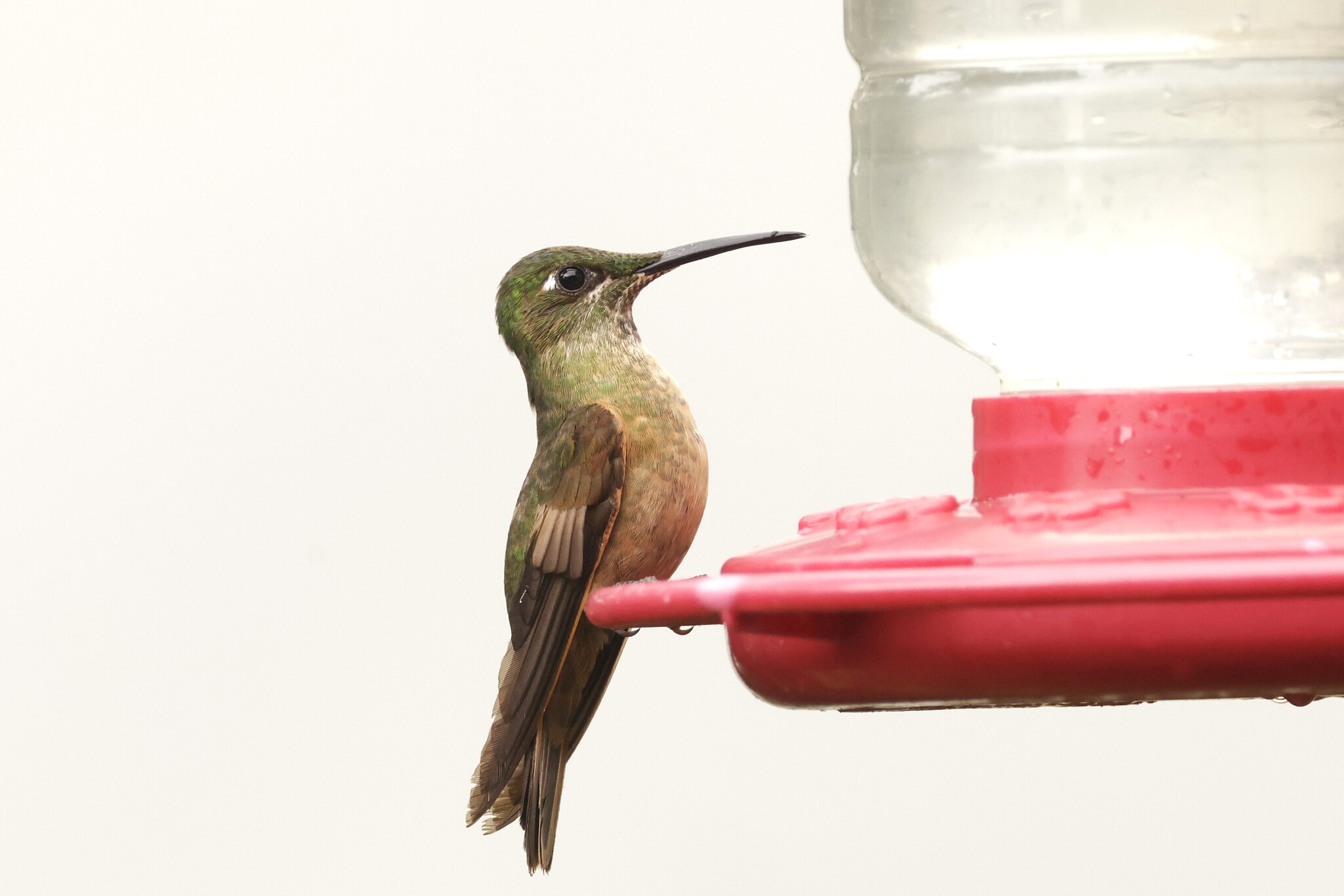 Fawn-breasted Brilliant (Heliodoxa rubinoides), photo 6